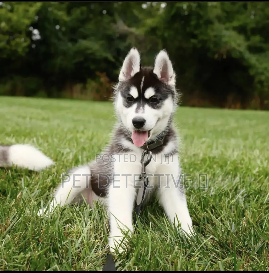 1-3 months Male Purebred Siberian Husky