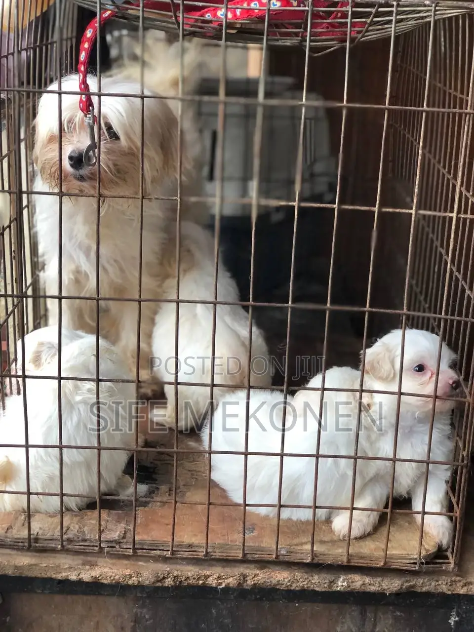 1-3 months Male Purebred Maltese