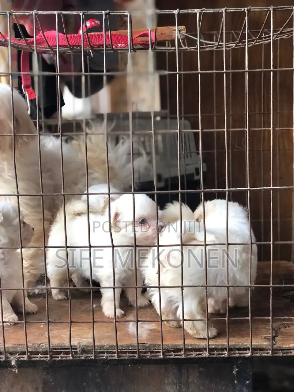 1-3 months Male Purebred Maltese