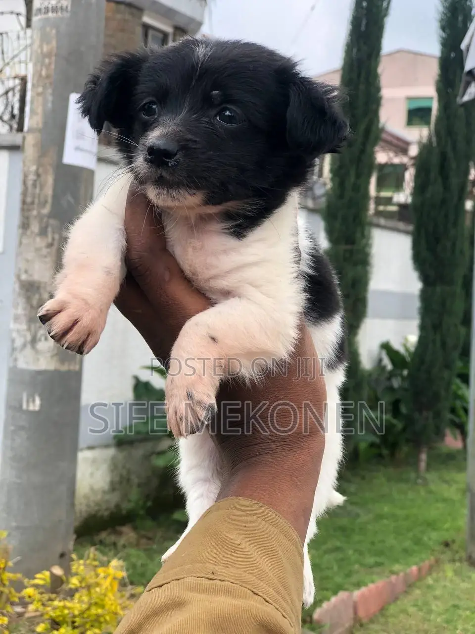 1-3 months Male Purebred Maltese