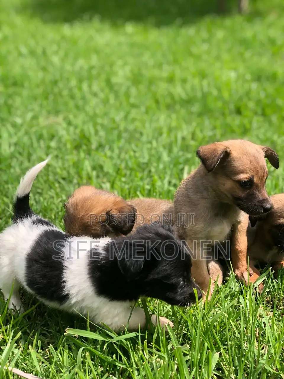 1-3 months Male Purebred Maltese