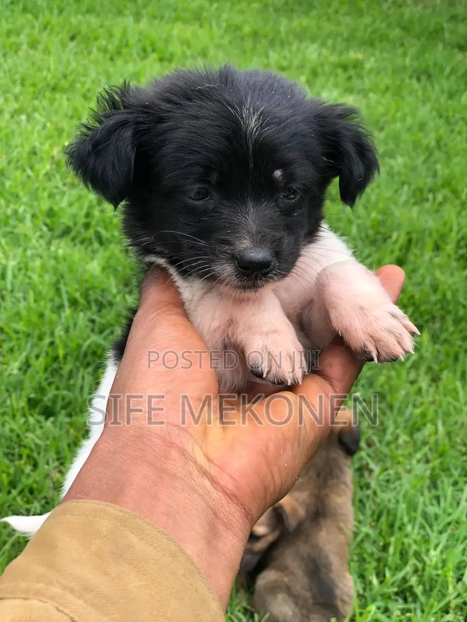 1-3 months Female Purebred Maltese