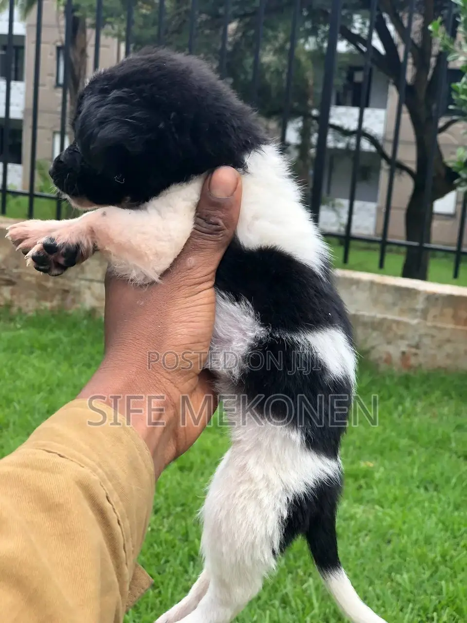 1-3 months Female Purebred Maltese