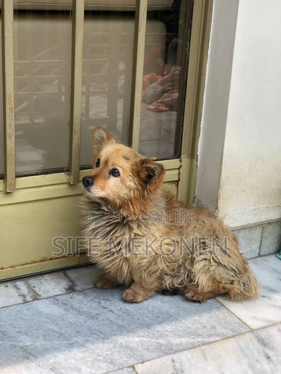 1-3 months Female Purebred Maltese