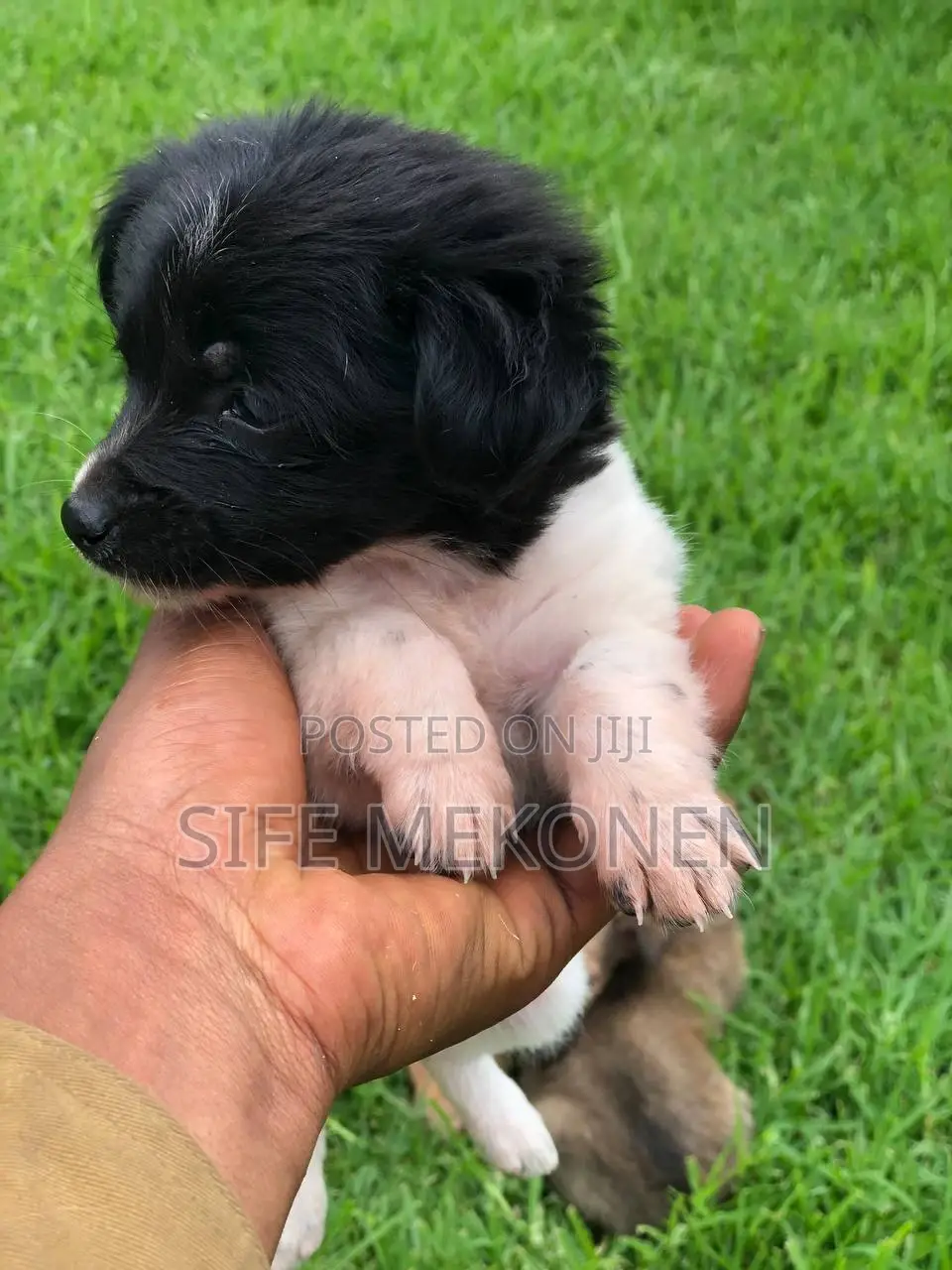 1-3 months Male Purebred Maltese
