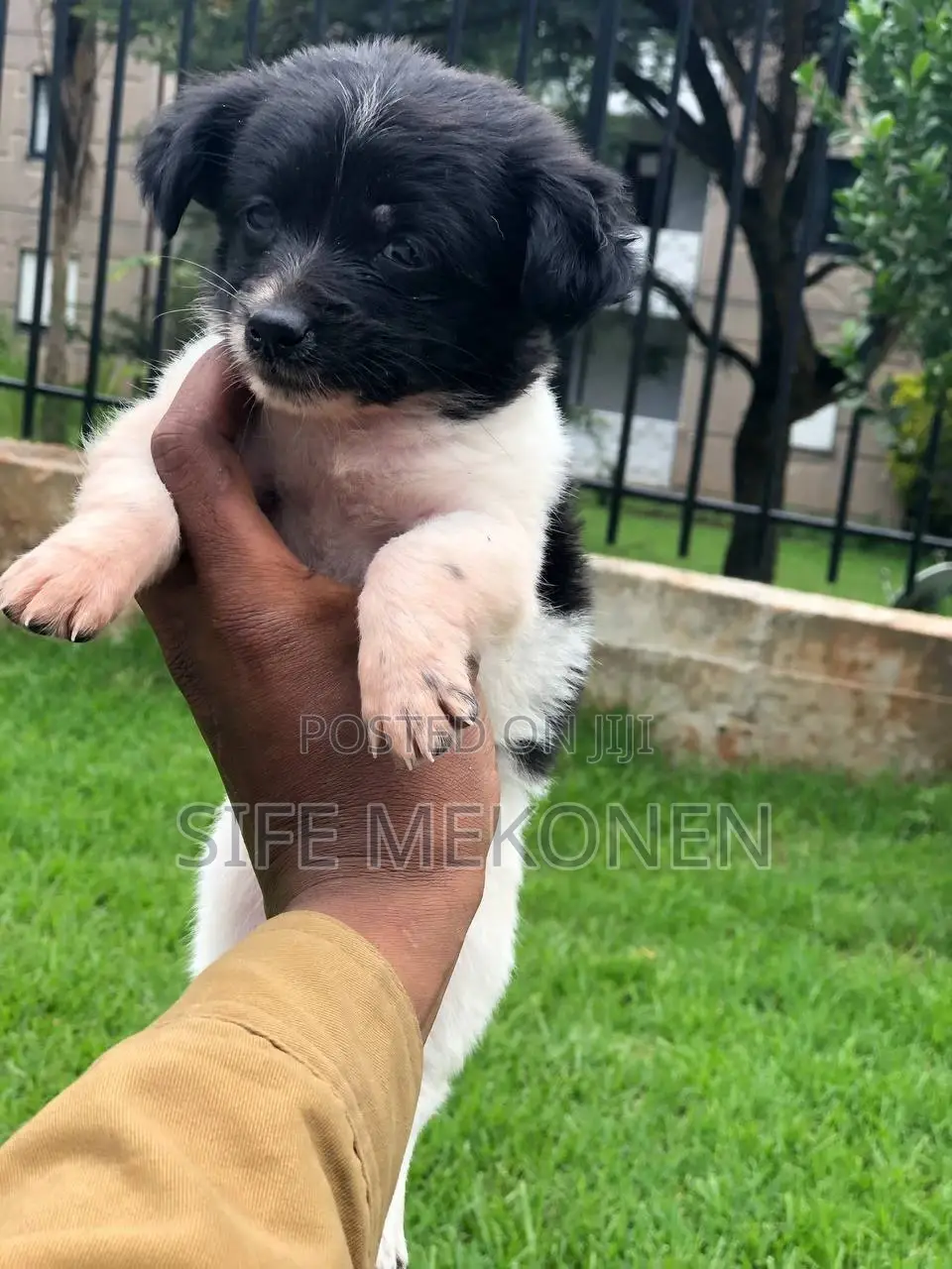 1-3 months Male Purebred Maltese