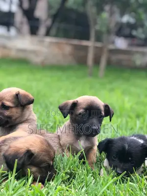 1-3 months Male Purebred Chihuahua