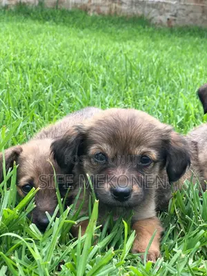 Photo - 1-3 months Male Purebred Chihuahua