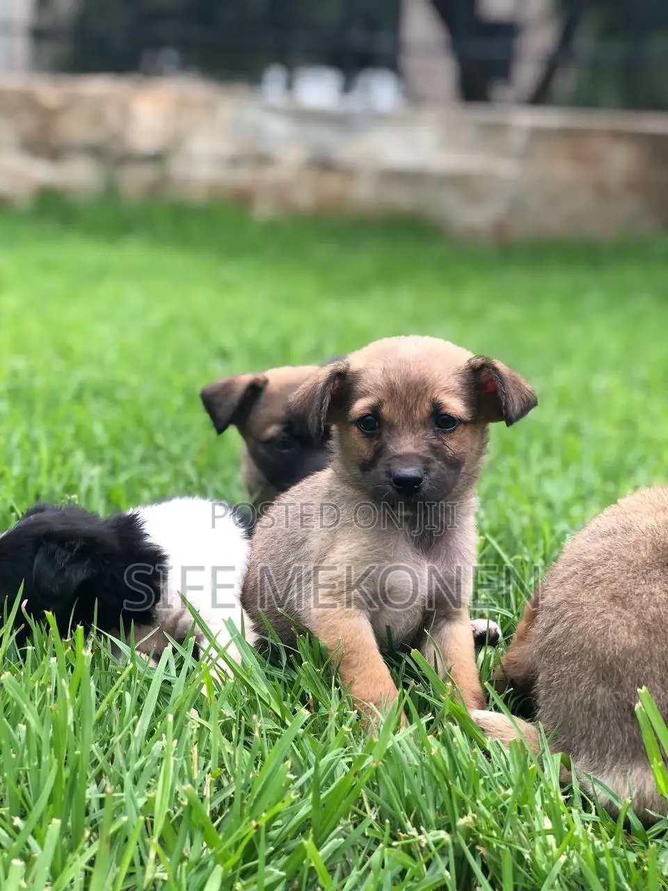 1-3 months Male Purebred Chihuahua