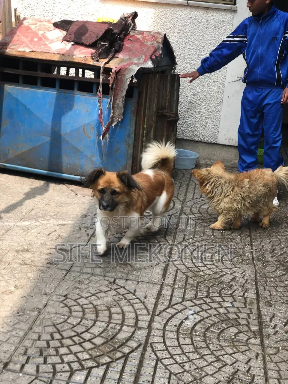 1-3 months Male Purebred Chihuahua