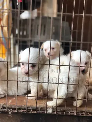 1-3 months Male Purebred Maltese