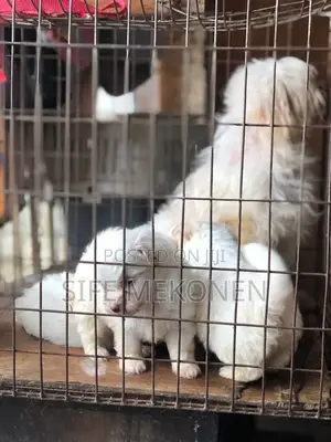 1-3 months Male Purebred Maltese