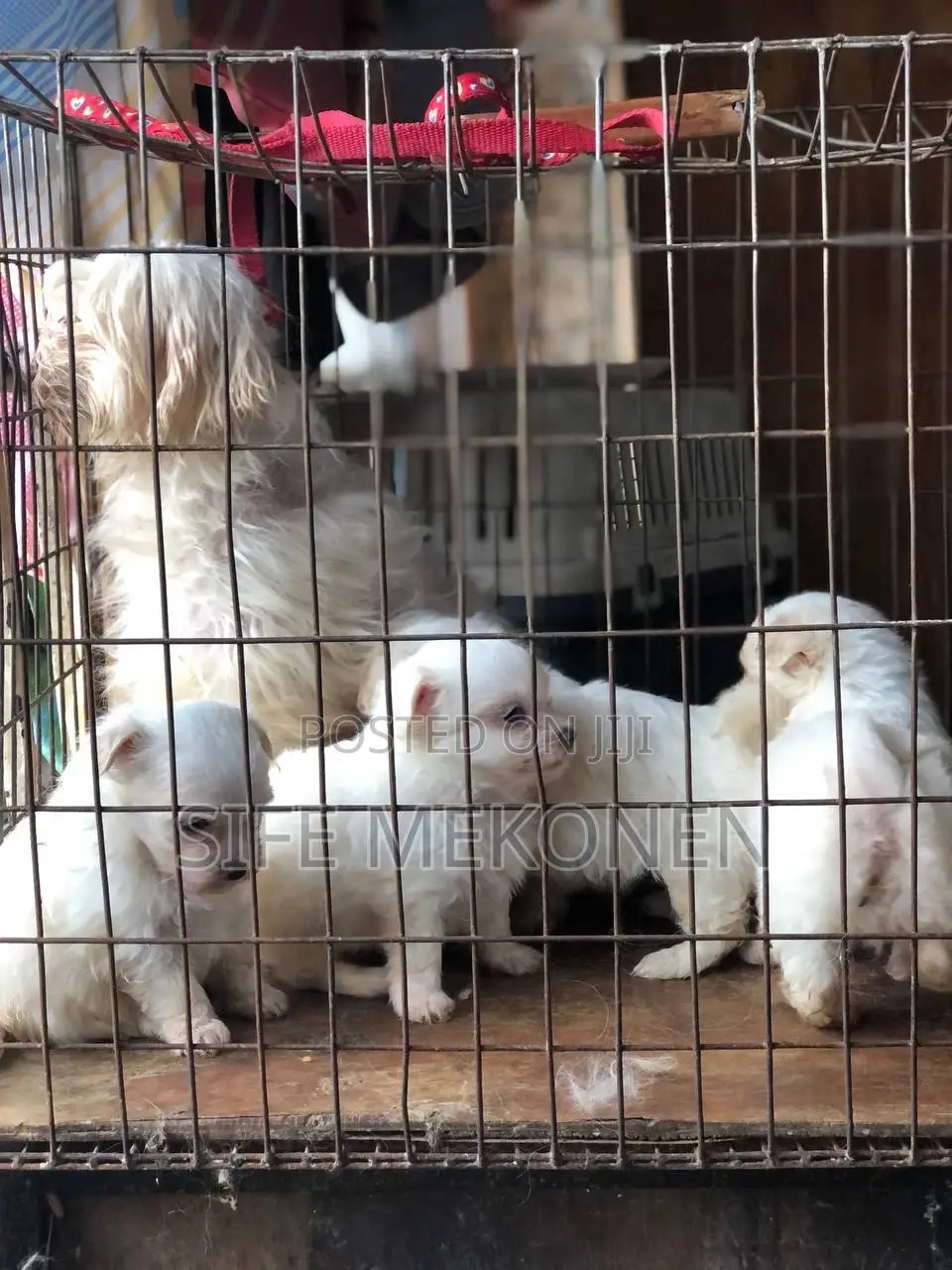1-3 months Male Purebred Maltese