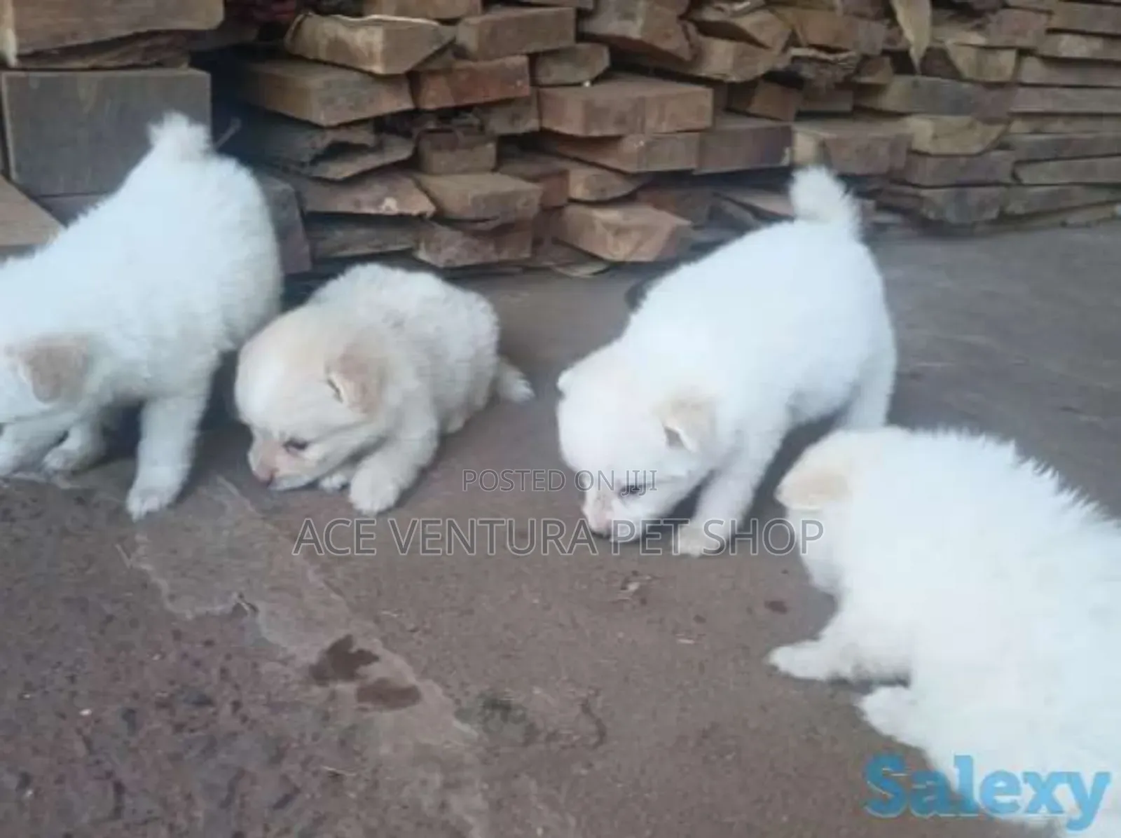 1-3 months Male Purebred Maltese