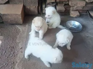 1-3 months Male Purebred Maltese