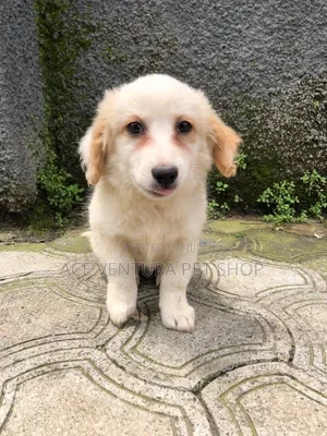 Photo - 1-3 months Male Purebred Maltese