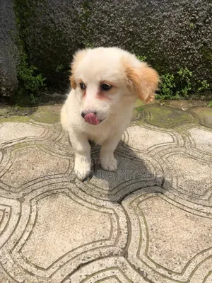 1-3 months Male Purebred Maltese