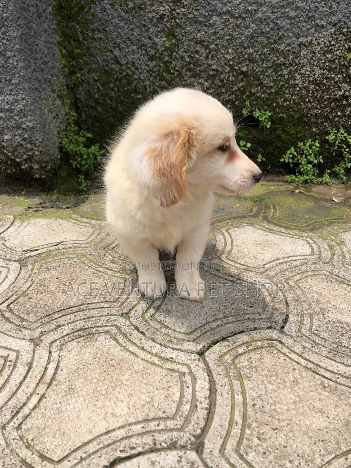 1-3 months Male Purebred Maltese
