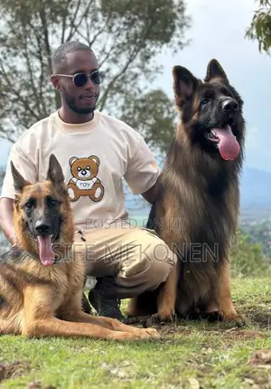 Photo - 1-3 months Male Purebred German Shepherd