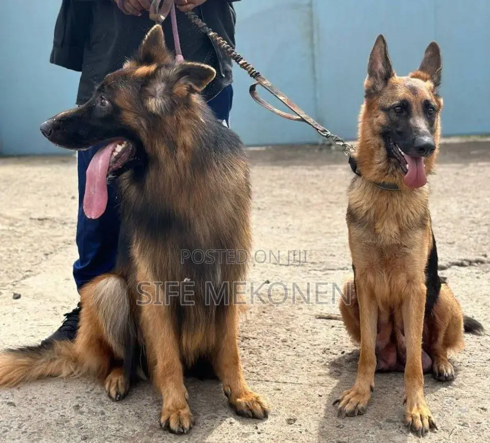 1-3 months Male Purebred German Shepherd