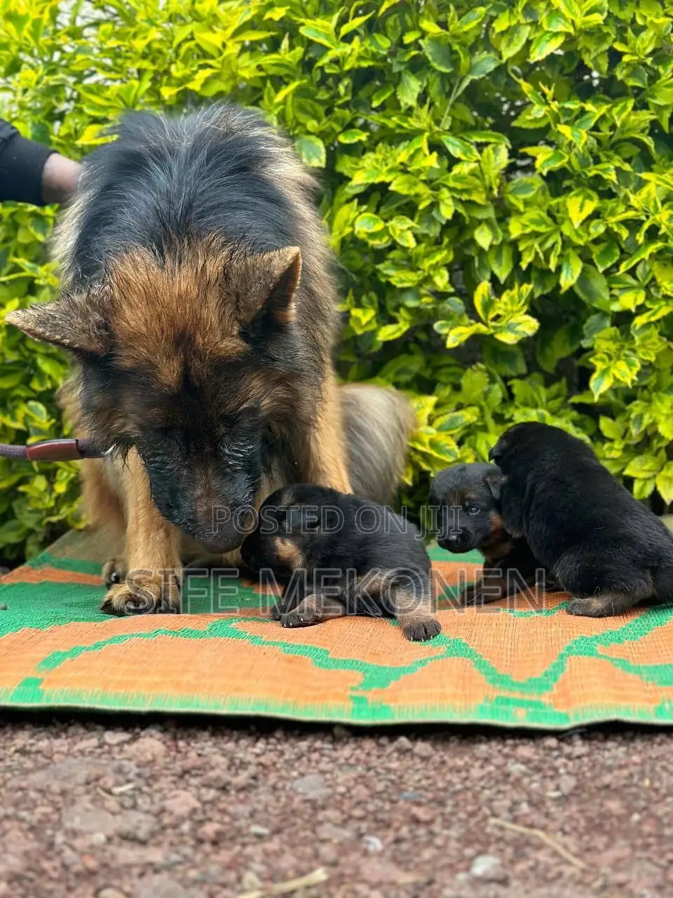 1-3 months Male Purebred German Shepherd