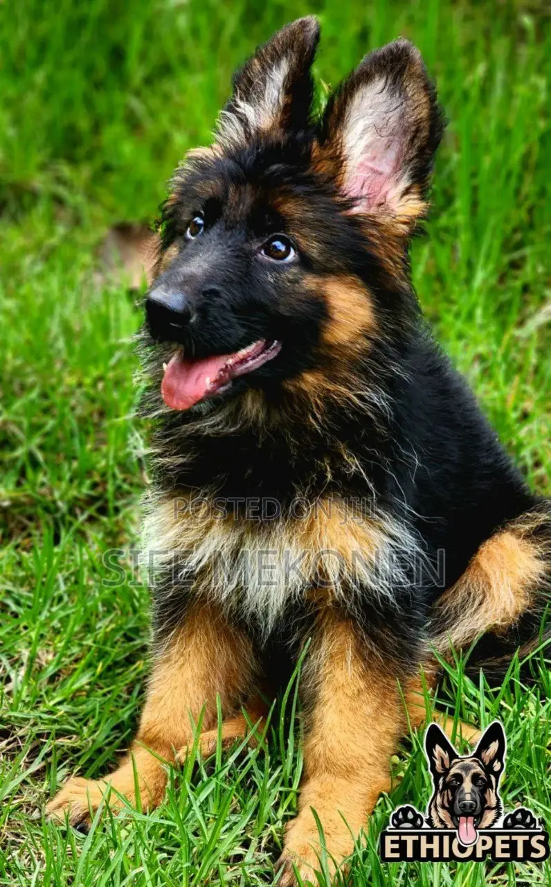 1-3 months Male Purebred German Shepherd