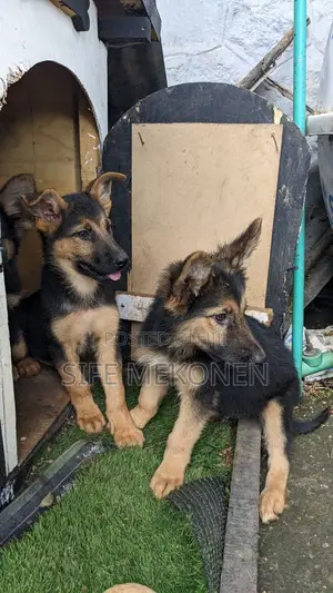 Photo - 1-3 months Male Purebred German Shepherd