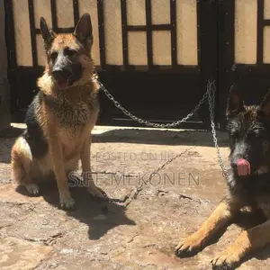 Photo - 1-3 months Male Purebred German Shepherd