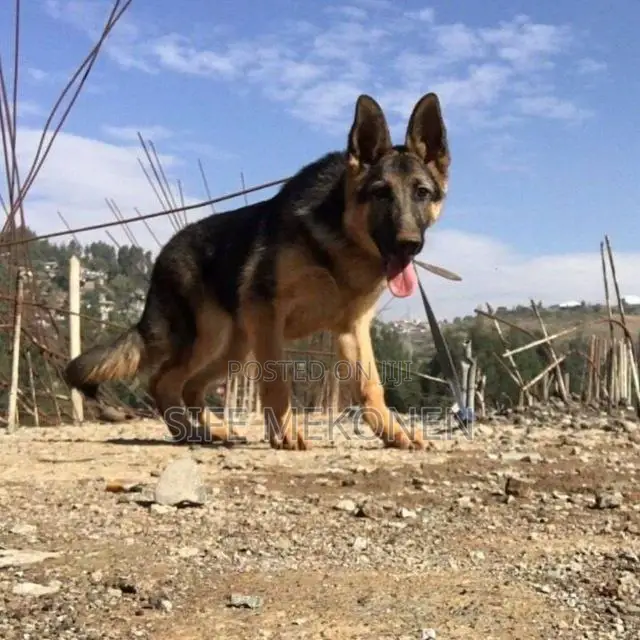 1-3 months Male Purebred German Shepherd