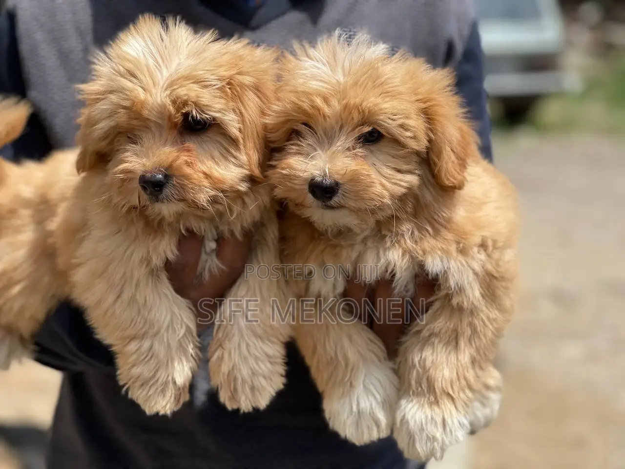 1-3 months Male Purebred Maltese
