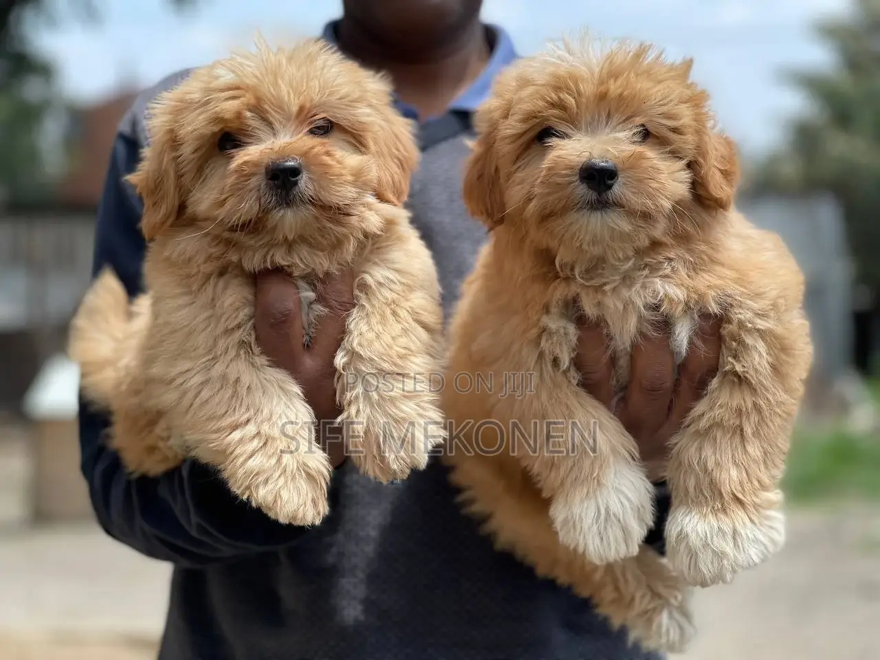 1-3 months Male Purebred Maltese