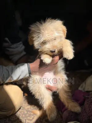 Photo - 1-3 months Male Purebred Maltese