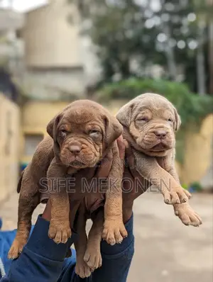 Photo - 1-3 months Male Purebred American Pit Bull Terrier