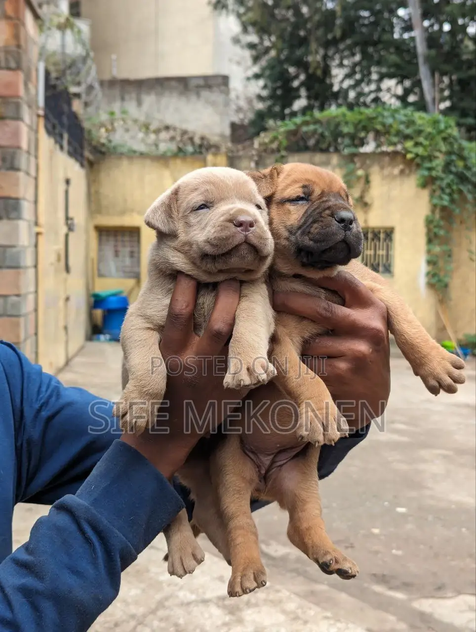 1-3 months Male Purebred American Pit Bull Terrier