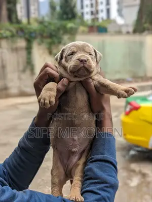 1-3 months Male Purebred American Pit Bull Terrier