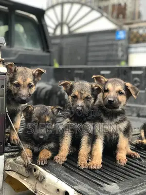 Photo - 1-3 months Male Purebred German Shepherd