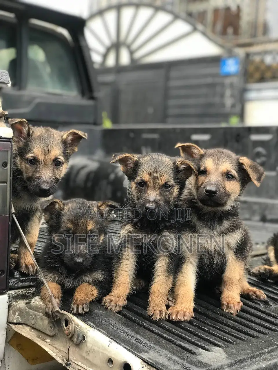 1-3 months Male Purebred German Shepherd