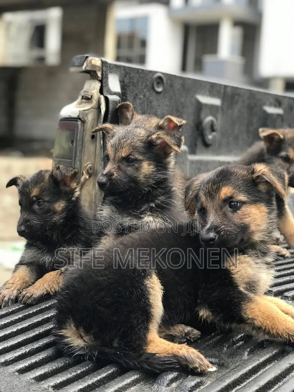 1-3 months Male Purebred German Shepherd