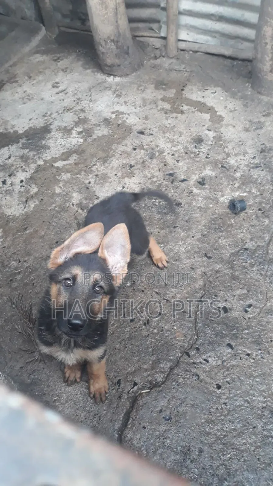 1-3 months Male Purebred German Shepherd