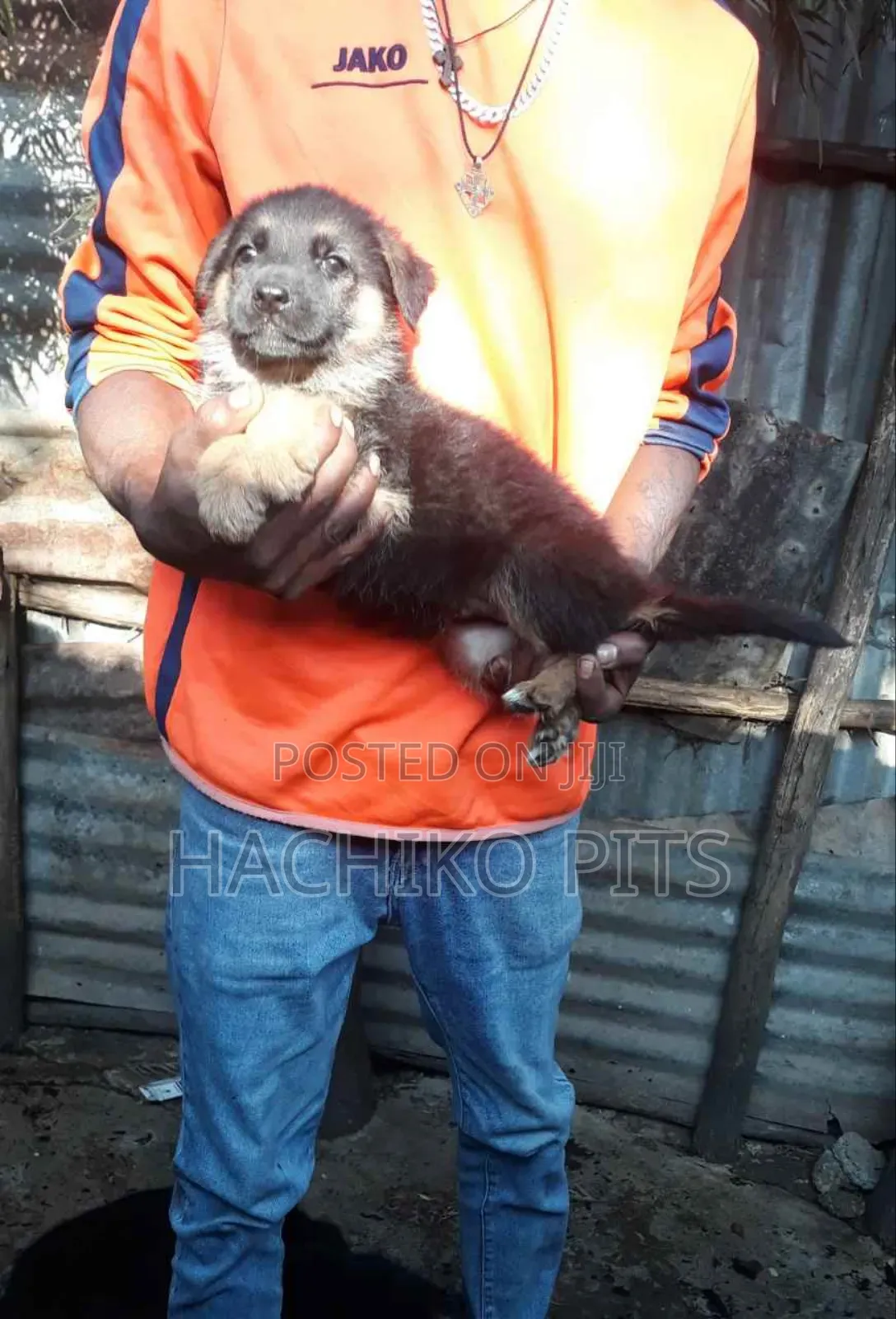 1-3 months Male Purebred German Shepherd