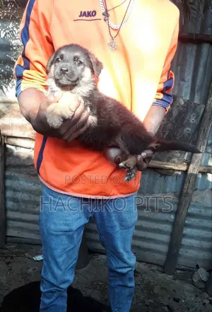 Photo - 1-3 months Male Purebred German Shepherd