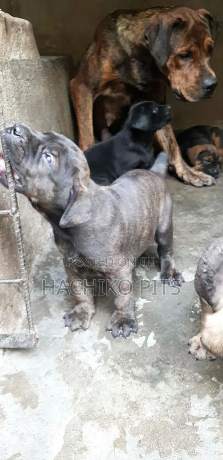 1-3 months Male Purebred Bullmastiff