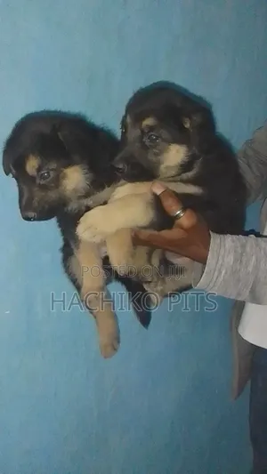 Photo - 1-3 months Male Purebred German Shepherd