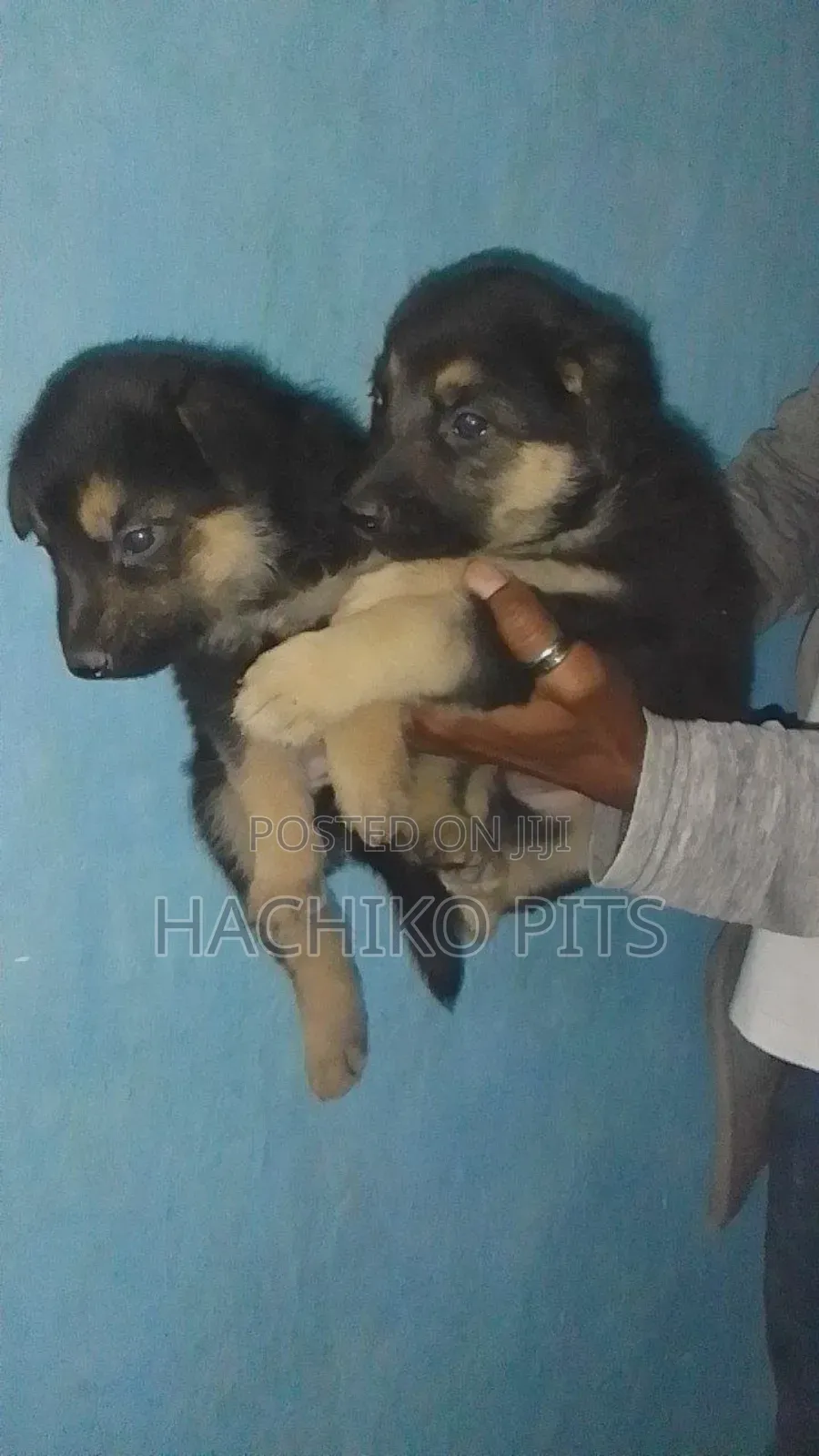 1-3 months Male Purebred German Shepherd