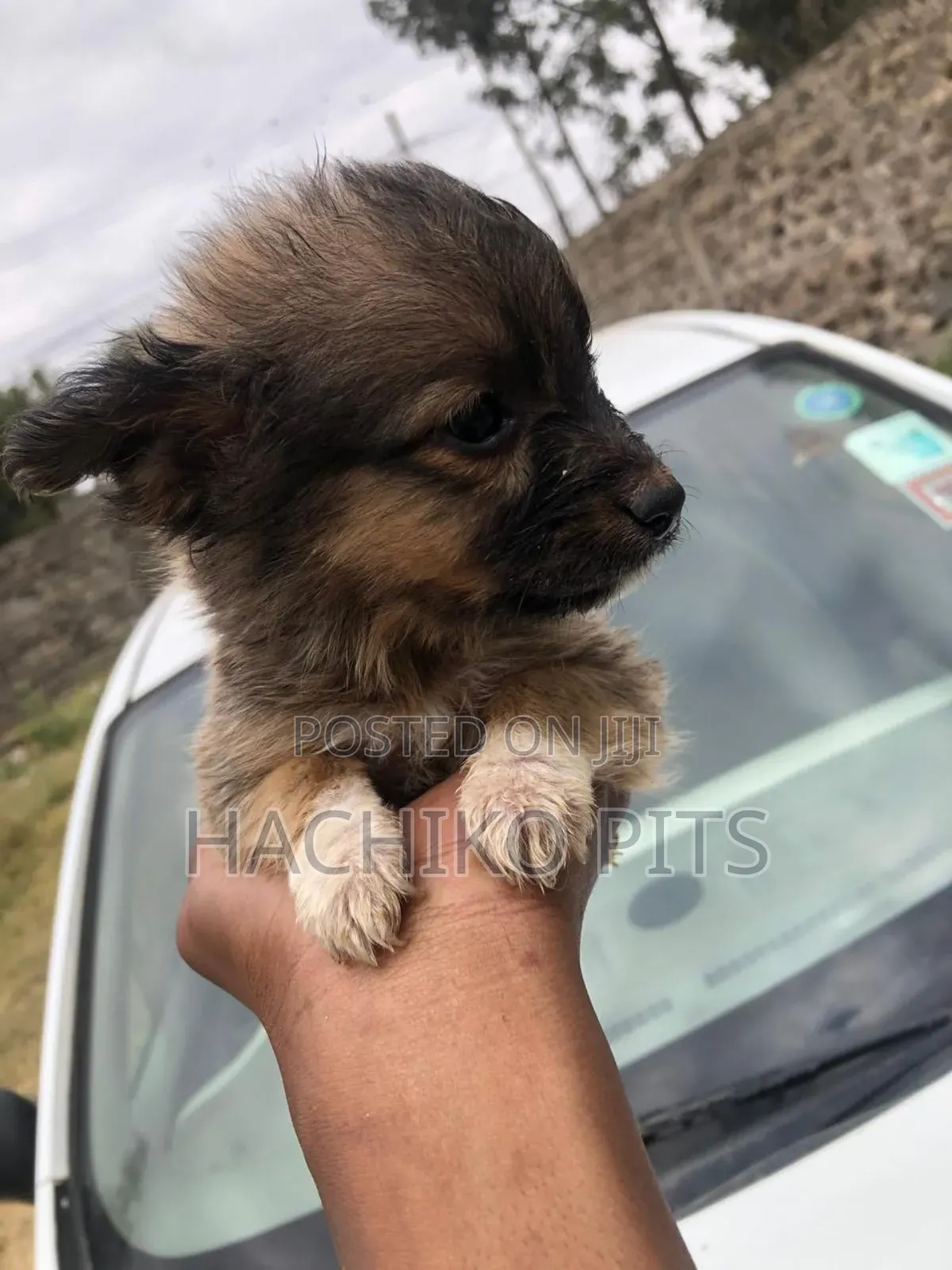 1-3 months Male Mixed Breed Maltese