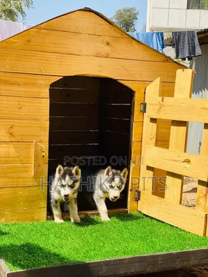 1-3 months Male Purebred Siberian Husky