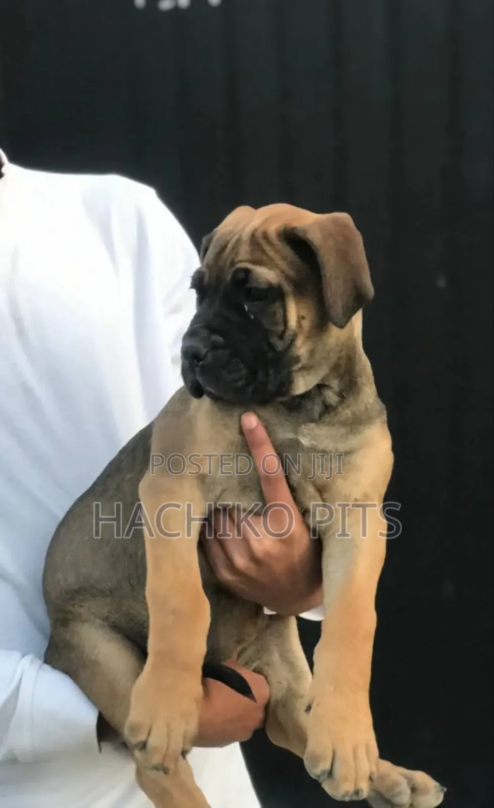 1-3 months Male Purebred Bullmastiff