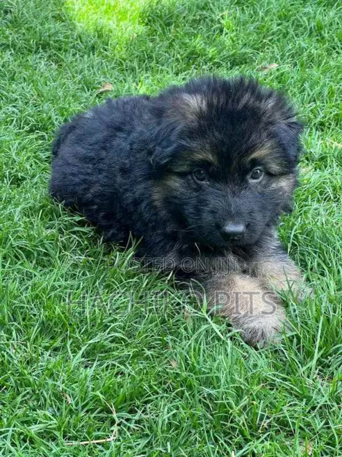 1-3 months Male Purebred German Shepherd