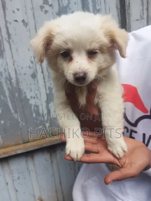 Photo - 1-3 months Male Purebred Maltese