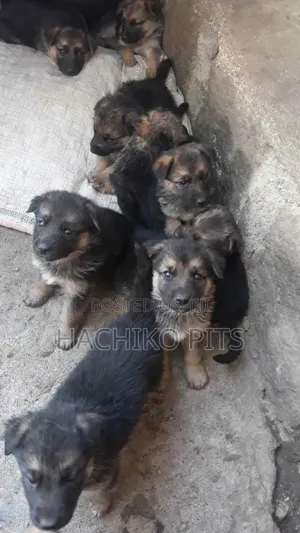 Photo - 1-3 months Male Purebred German Shepherd